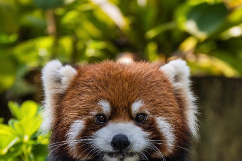 Guangzhou: Guangzhou Zoo Official Entry Ticket with Pandas Guangzhou Zoo Official Entry Ticket with Pandas