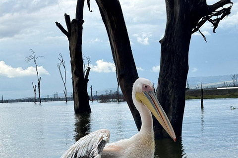 Nairobi: Lake Nakuru National Park and Lake Naivasha Tour