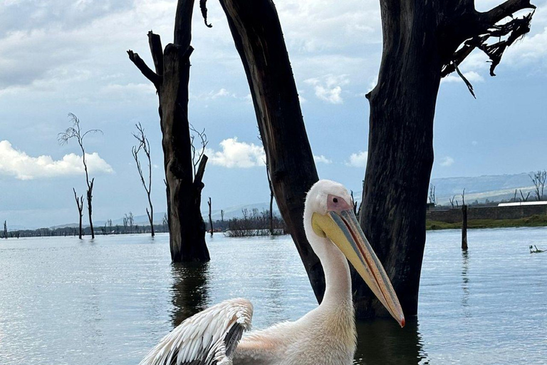 Nairobi: Lake Nakuru National Park and Lake Naivasha Tour