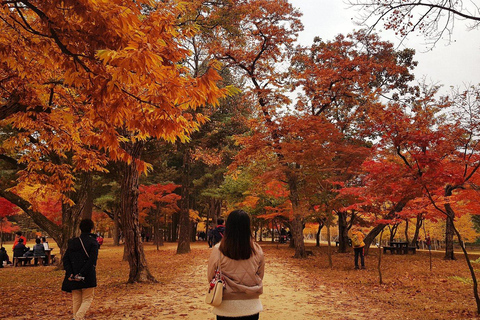 Seoul: Nami Island & Petite France K-Drama Tour