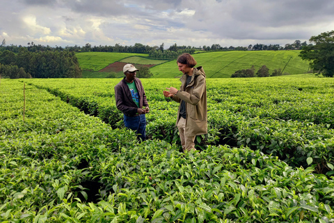 Nairobi: excursão de meio dia a uma fazenda de chá com almoço e degustação de chá.Nairóbi: Passeio de meio dia para tomar chá com almoço e degustação de chá.