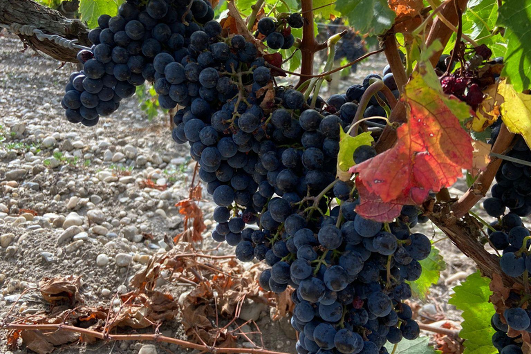 Tour de vino de un día completo en Saint Emilion y Margaux