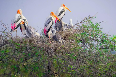 Okhla Bird Sanctuary,Akshardham Temple with Iskcon Temple 2D