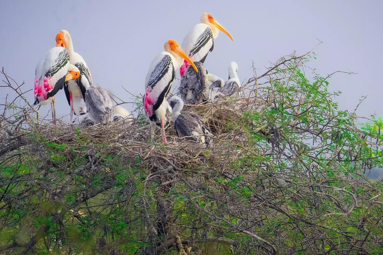 Okhla Bird Sanctuary,Akshardham Temple with Iskcon Temple 2D