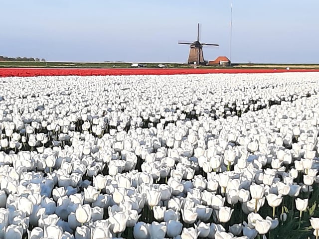 Keukenhof : Visite privée des tulipes et des moulins à vent avec dégustation de fromages