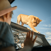 Lions 360 Experience and a Day at Monarto Safari Park
