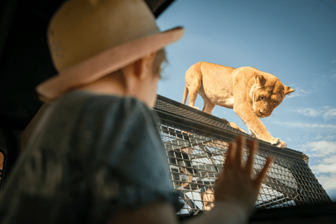 Expérience Lions 360 et journée au parc safari de Monarto