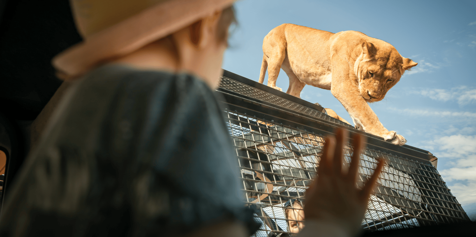 ライオンズ 360 体験とモナート サファリ パークでの 1 日 | GetYourGuide