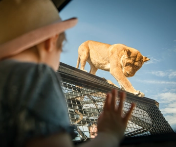Lions 360 Experience and a Day at Monarto Safari Park