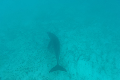 Mnemba dolphin &amp; snorkel : de matemwe, pwani, kwingwa, Uroa