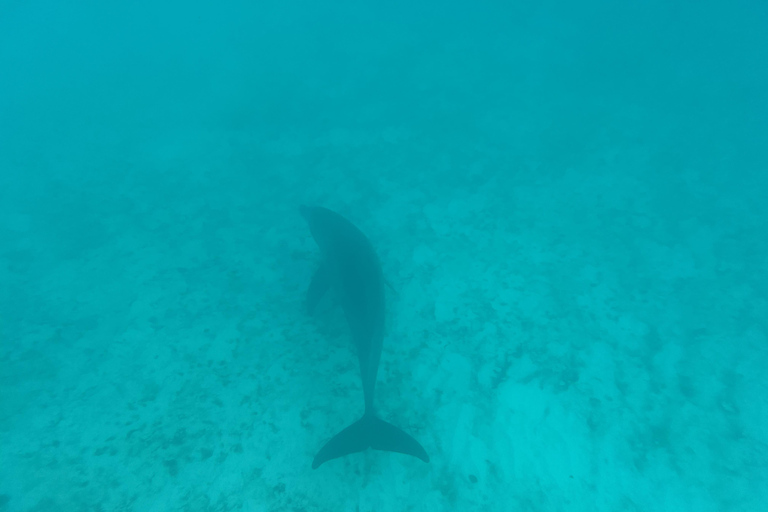 Mnemba dolphin &amp; snorkel: from matemwe, pwani, kwingwa, Uroa