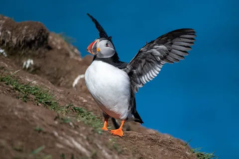 Papegaaiduiker & Gufufoss waterval tour vanuit haven Seydisfjordur