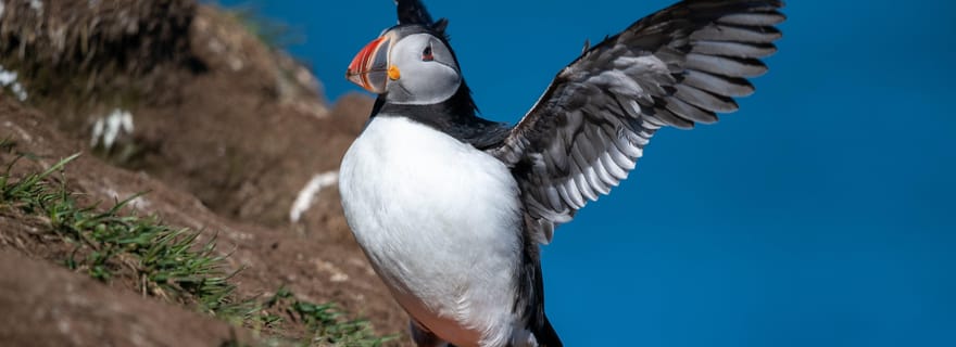 Tour des macareux et des chutes d'eau de Gufufoss au départ du port de Seydisfjordur