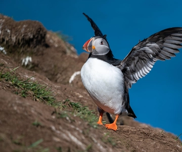 Puffin & Gufufoss Waterfall Tour from Seydisfjordur Port
