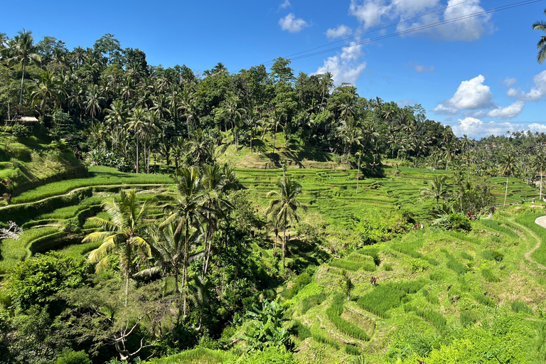 Ubud:Foresta delle scimmie, terrazze di riso, templi d&#039;acqua e cascate