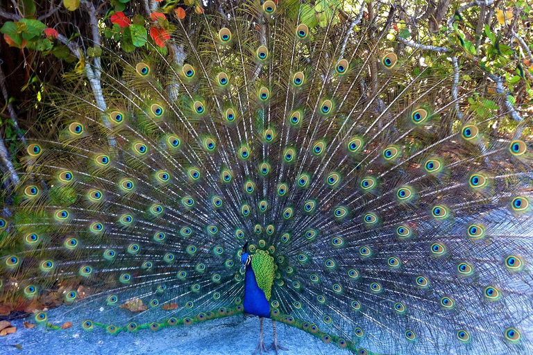 Cartagena: Hacienda San Benito Signature Birdwatching Tour Cartagena: Hacienda San Benito Morning Birdwatching Tour