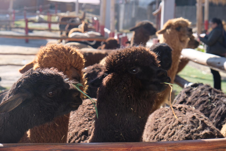 Camelid Center Visit in Cusco: Alpacas, Culture & Weaving
