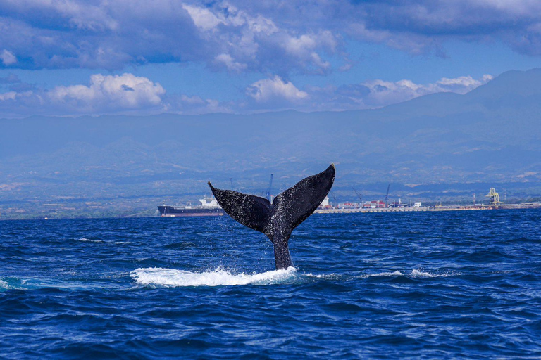 Los Cobanos: Increíble tour en barco para observar la fauna marina