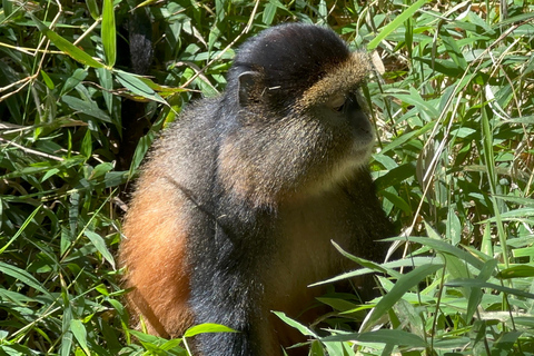 Passeio de 3 dias ao Gorila Mgahinga Gorilla NP Uganda via Ruanda