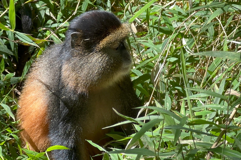 3-daagse gorillatrektocht Mgahinga Gorilla NP Oeganda via Rwanda