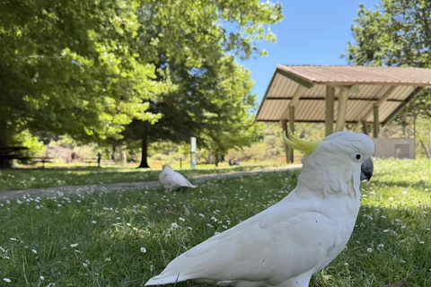 Blue Mountains Tour, Katoomba Falls & Cockatoos Small Group Blue Mountains ：Small Group + Cockatoos & Katoomba Falls&Ja