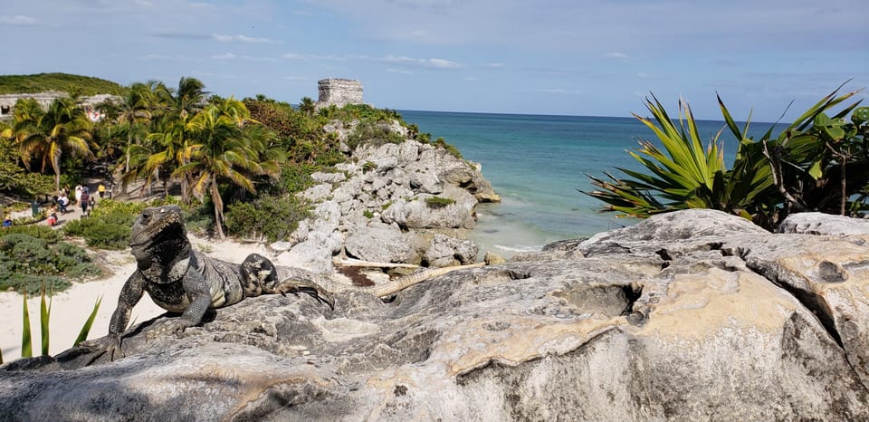 Tulum Turtles Private Tour Getyourguide