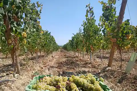 Coimbra : visite gastronomique de la Rota da Bairrada