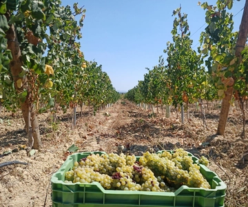 Coimbra: Rota da Bairrada gastronomische tour