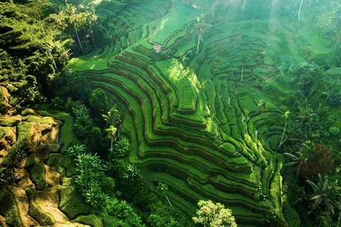 Bali :Monkey Forest, Tegalalang, Temple & Secluded Waterfall