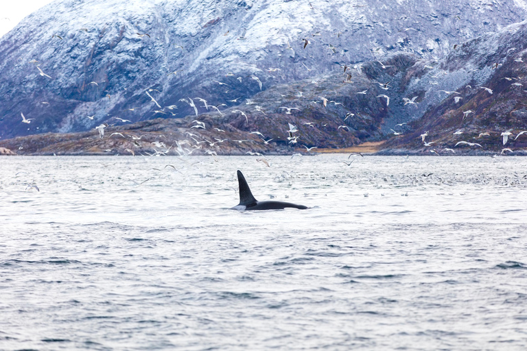Tromsø: Responsible Whale Watching Cruise Aboard MS Alba