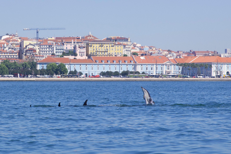 Lissabon: Båtutflykt med delfinskådningLissabon: Båttur för delfinskådning