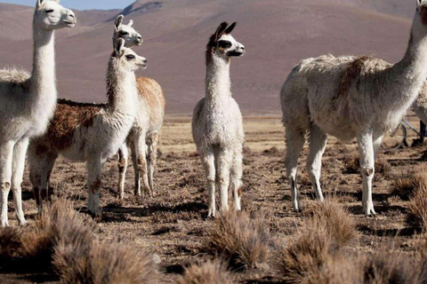 De Chivay - Colca || Route Chivay - Puno ||