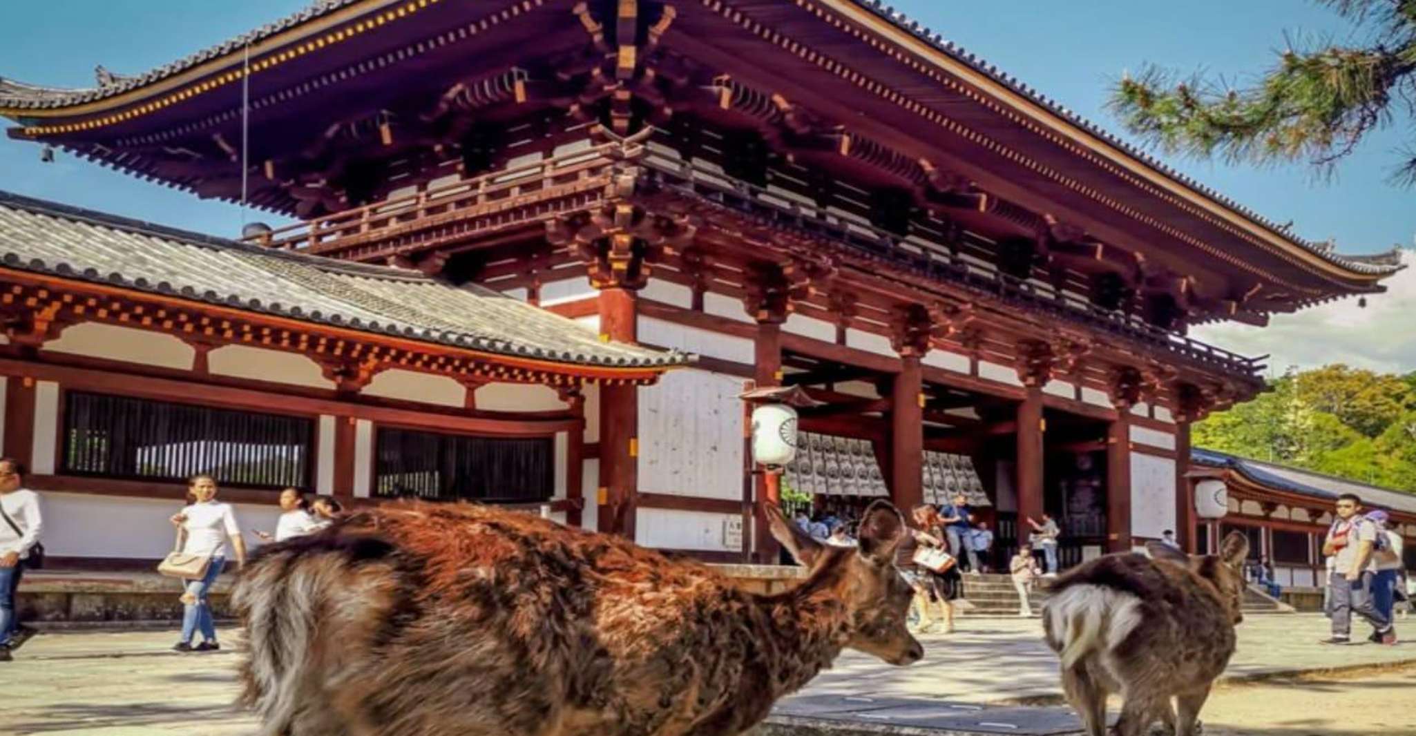 Exclusive Private Guided Tour of Osaka & Nara, Customize