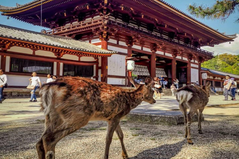 大阪和奈良私人定制导览游大阪和奈良专属私人定制导览游