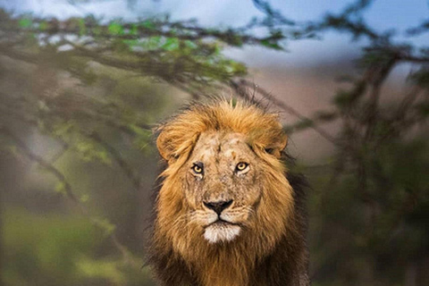 Tanzania: aventura de 5 días con safari para ver los cinco grandesEL MEJOR SAFARI DE LOS CINCO GRANDES EN TANZANIA