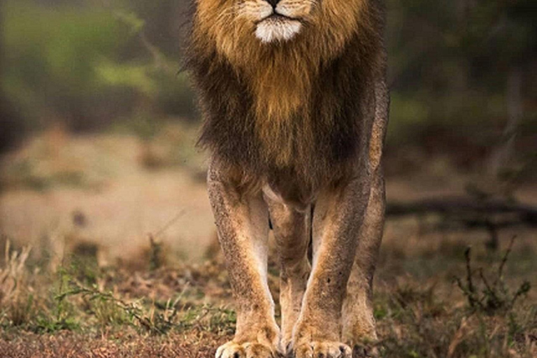 Tanzania: aventura de 5 días con safari para ver los cinco grandesEL MEJOR SAFARI DE LOS CINCO GRANDES EN TANZANIA