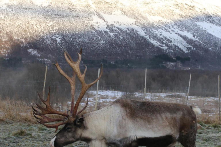 Reindeer Feeding and Sami Culture with Lunch in Autumn Tromsø: Reindeer Feeding and Sami Culture in Autumn