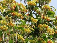 Tour di spezie - Housity