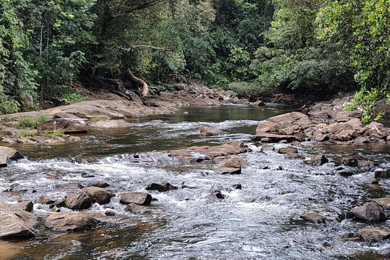 From Colombo/Kalutara: Full-Day Sinharaja Guided Eco Trek