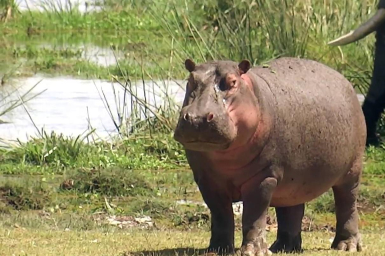 From Durban: Half Day Tala Game Reserve Safari & Curio Shop