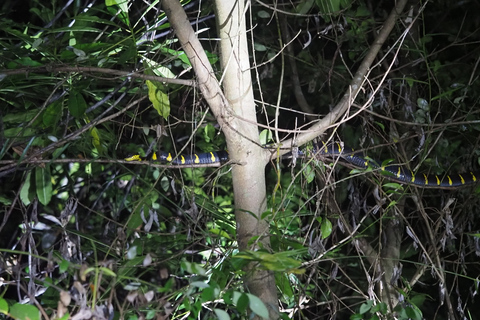 Jungle Night Tour : Finding Snakes and Night Species Jungle Night Tour : Finding Snake and night species