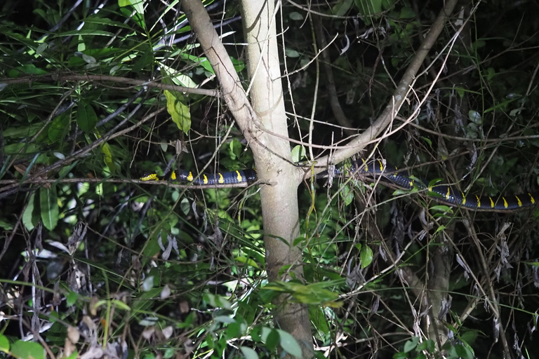 Jungle Night Tour : Finding Snakes and Night Species Jungle Night Tour : Finding Snake and night species