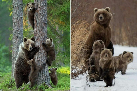 From Brașov: Bran Castle, Bear Sanctuary, & Poiana Brașov