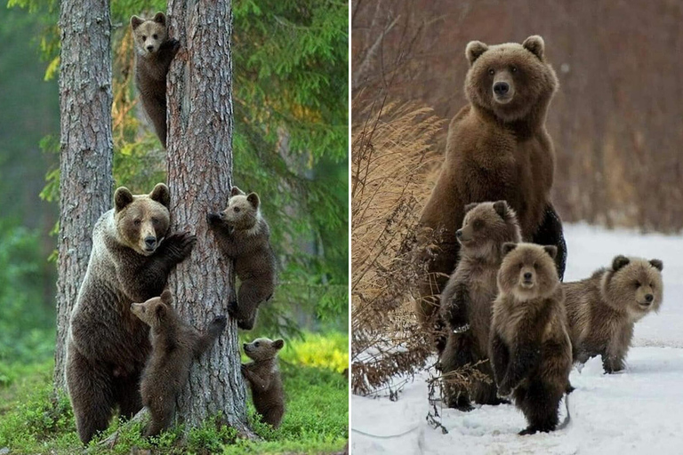 From Brașov: Bran Castle, Bear Sanctuary, & Poiana Brașov