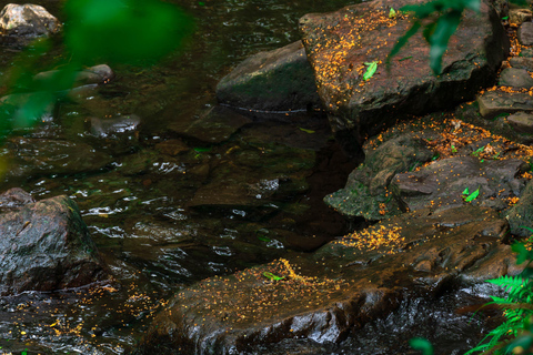 Hangzhou Autumn Exclusive: Manlong Guiyu Hiking Trail