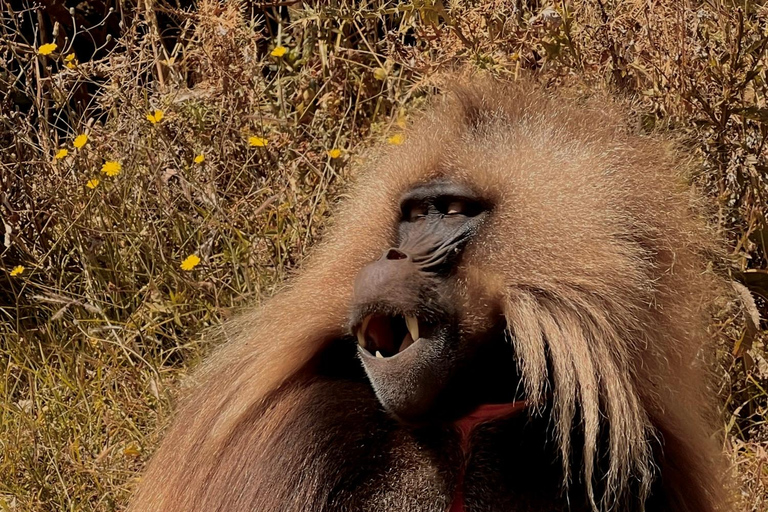Addis Ababa: City Tour, Debre Libanos & Bridge 2-Day Trip