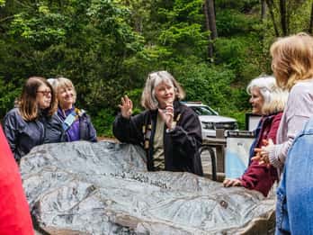 Große Stadtführung durch San Francisco + Muir Woods und Sausalito