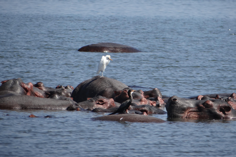 2 Days Big five Safari with Boat in Murchison Falls