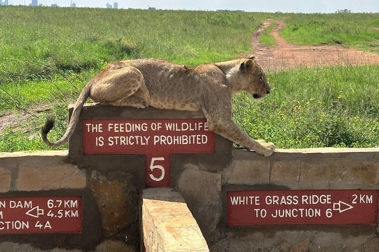 Nairobi-Nationalpark Ganz- oder Halbtagestour mit GuideNairobi National Park Halbtagestour mit Guide