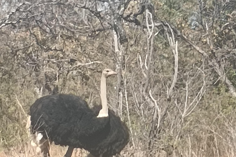 From Johannesburg: Lion & Safari Park Guided Game Drive